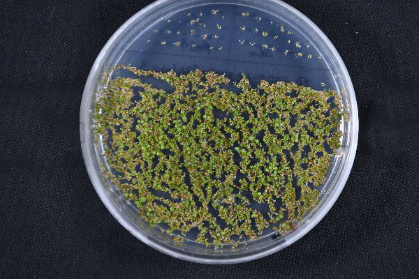 拟南芥转基因育种