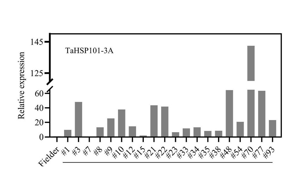 实时荧光定量PCR