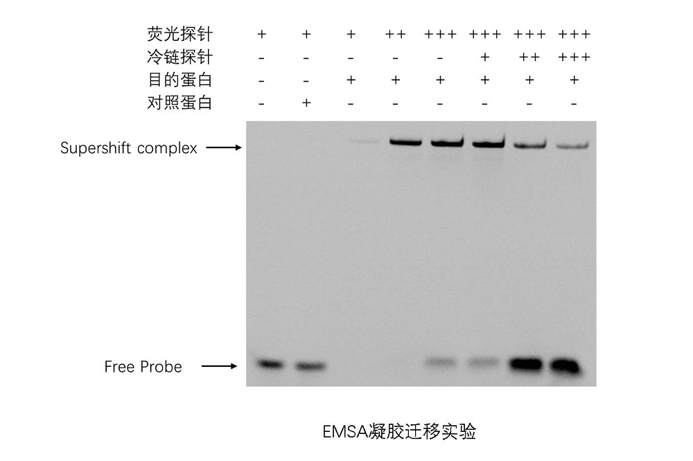 EMSA凝胶迁移实验