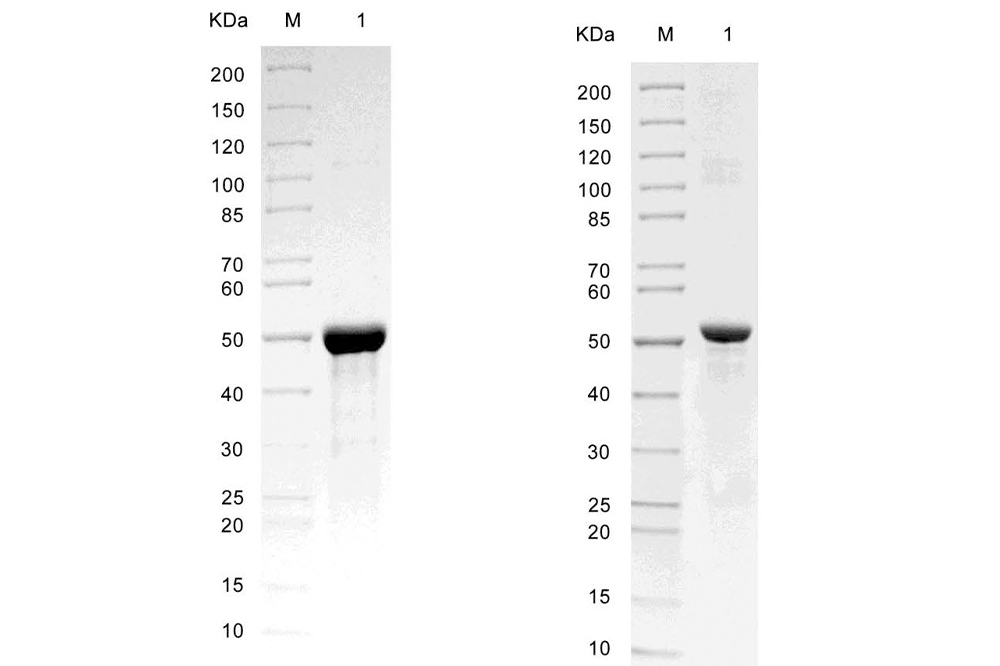 蛋白表达和纯化实验说明
